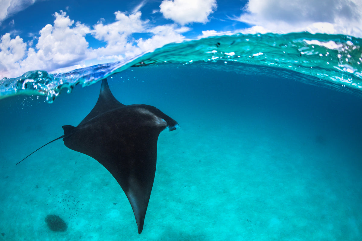 photo-wallpaper-a-reef-manta-ray-in-mayotte-x