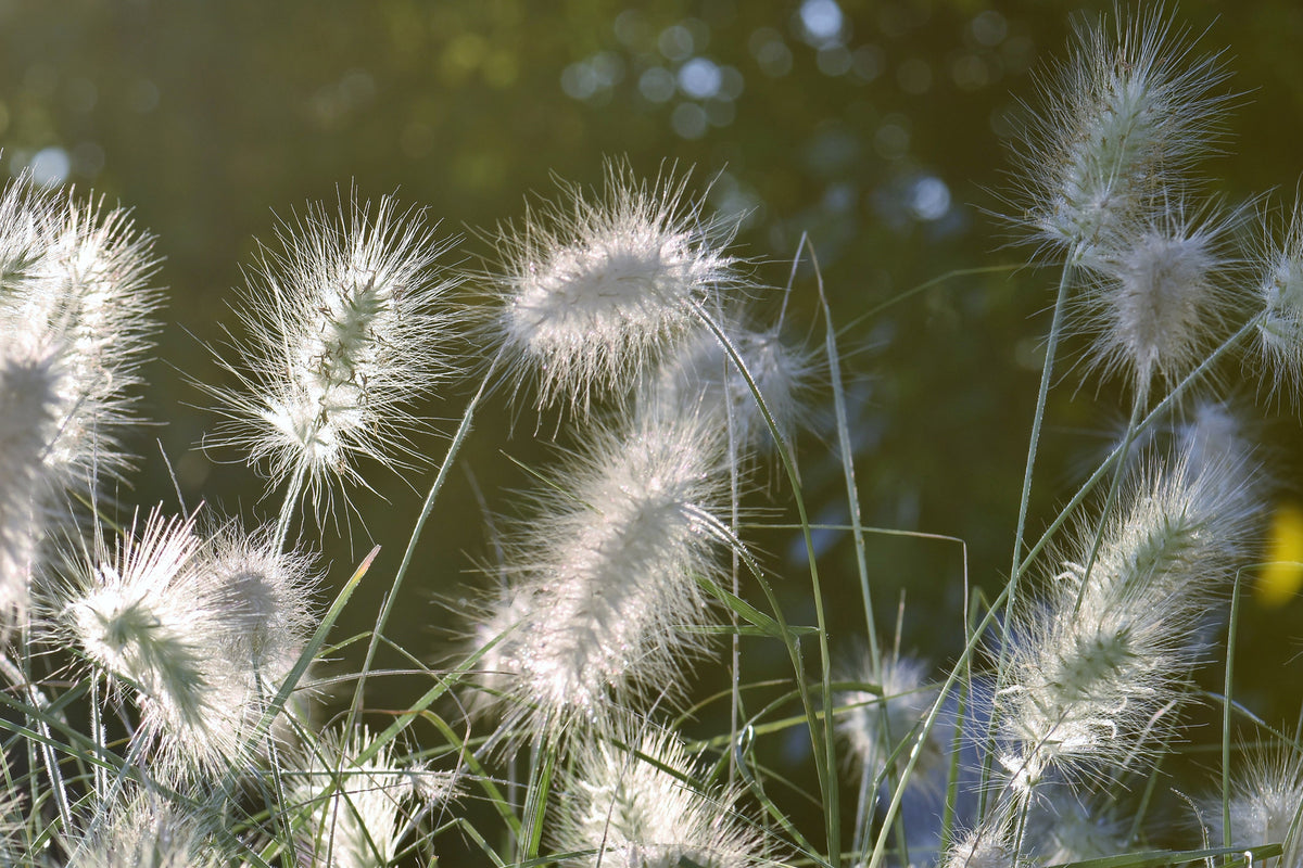 photo-wallpaper-ornamental-grasses-in-xl