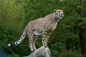 photo-wallpaper-cheetah-on-the-go