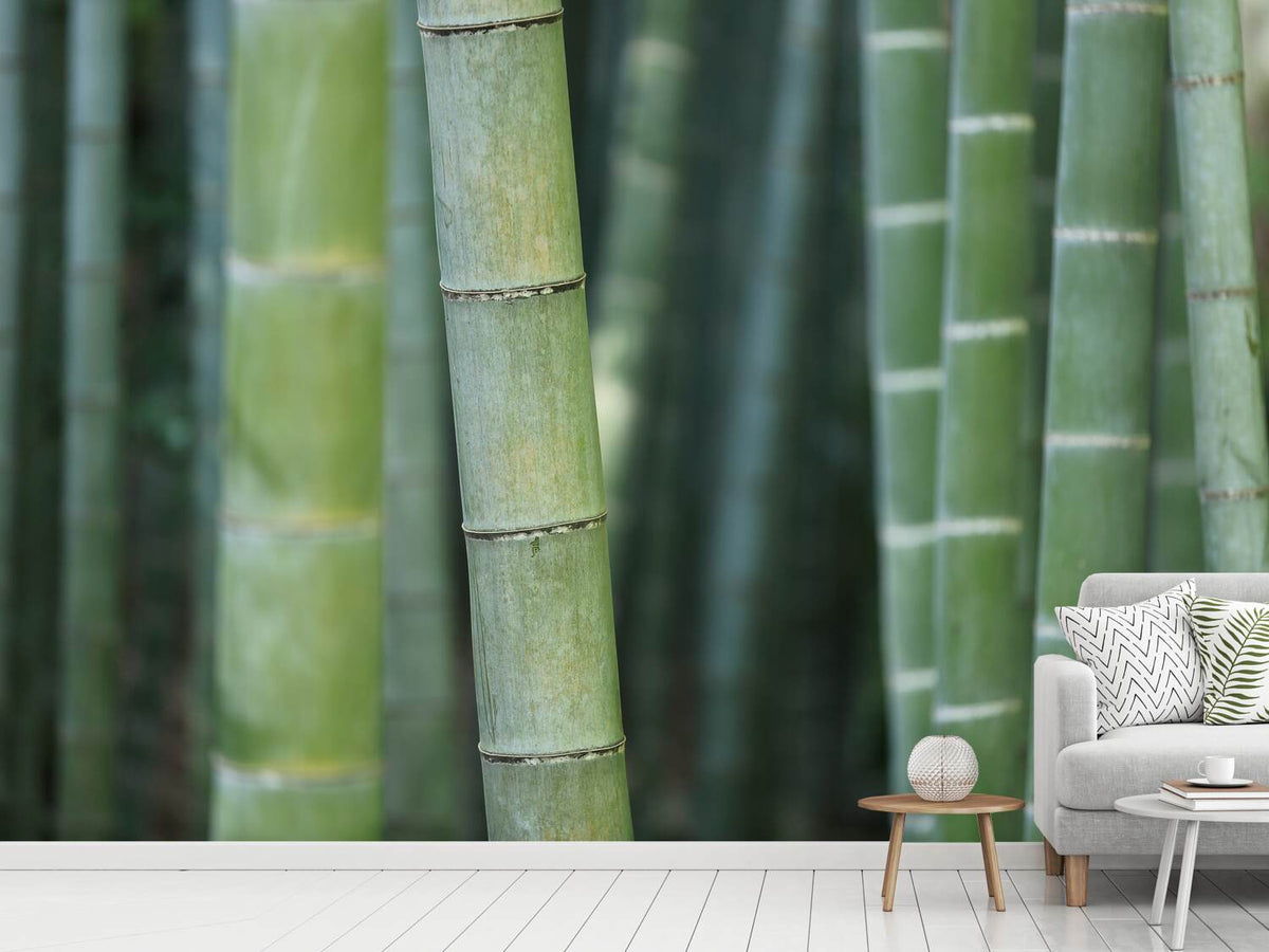 photo-wallpaper-bamboo-in-xxl