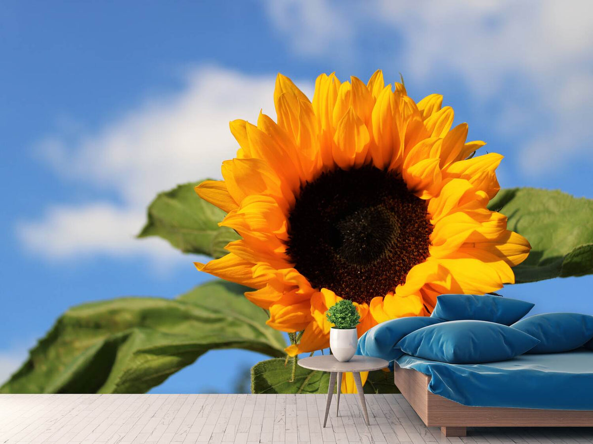 photo-wallpaper-sunflower-in-bloom