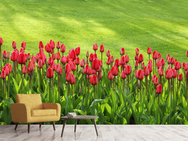 photo-wallpaper-red-tulip-field-in-the-sunlight