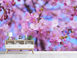 photo-wallpaper-gorgeous-cherry-blossom