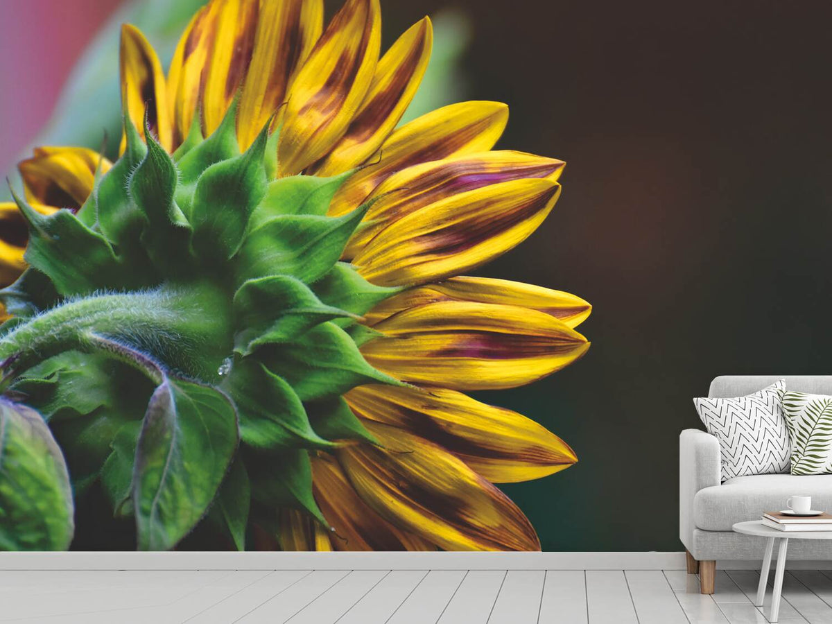 photo-wallpaper-sunflower-close-up