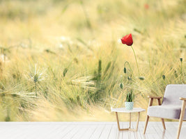 photo-wallpaper-a-poppy