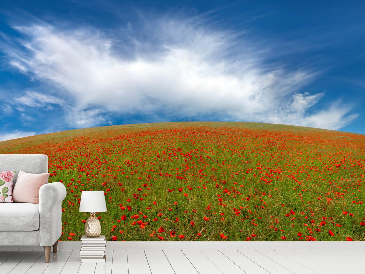 photo-wallpaper-red-poppies