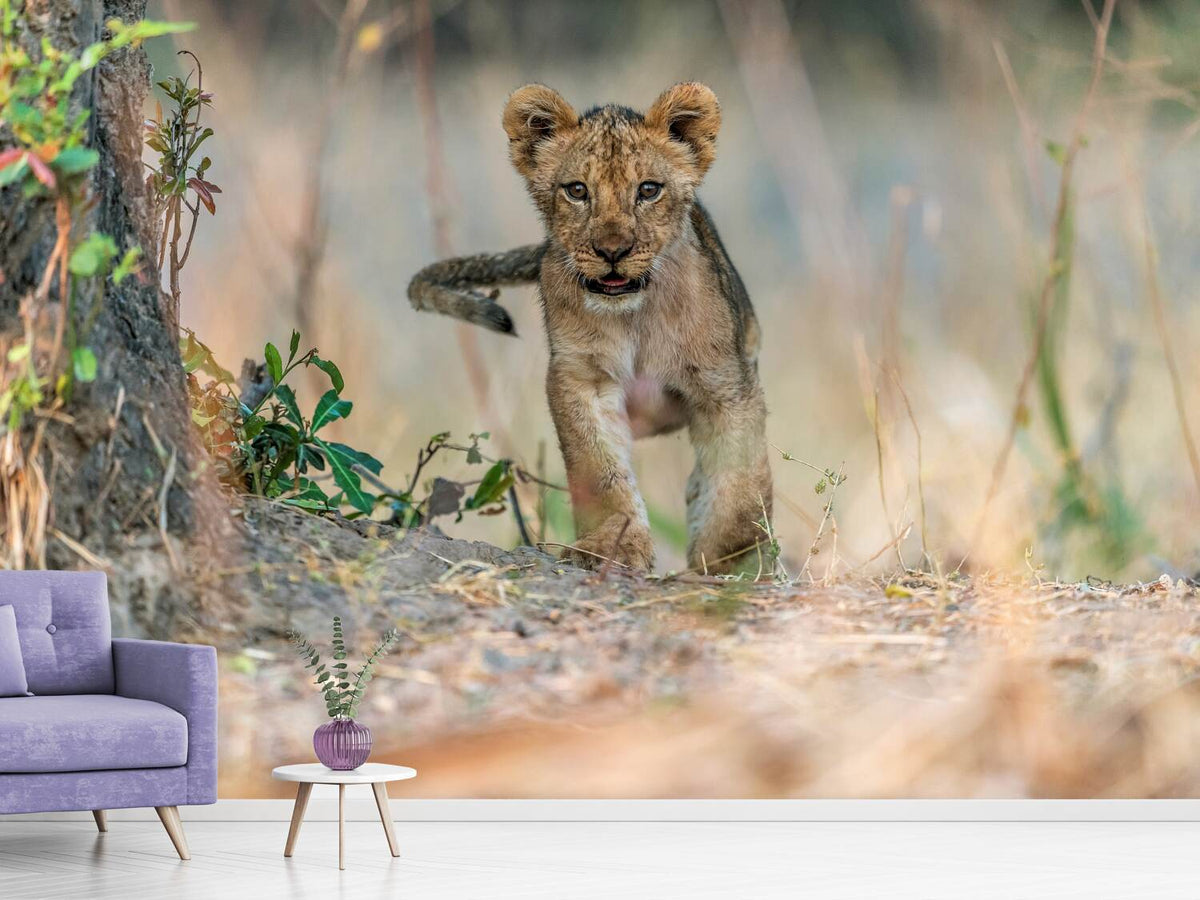 photo-wallpaper-cub-south-luangwa