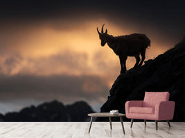 photo-wallpaper-alpine-ibex-x