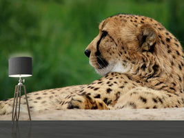 photo-wallpaper-xl-cheetah