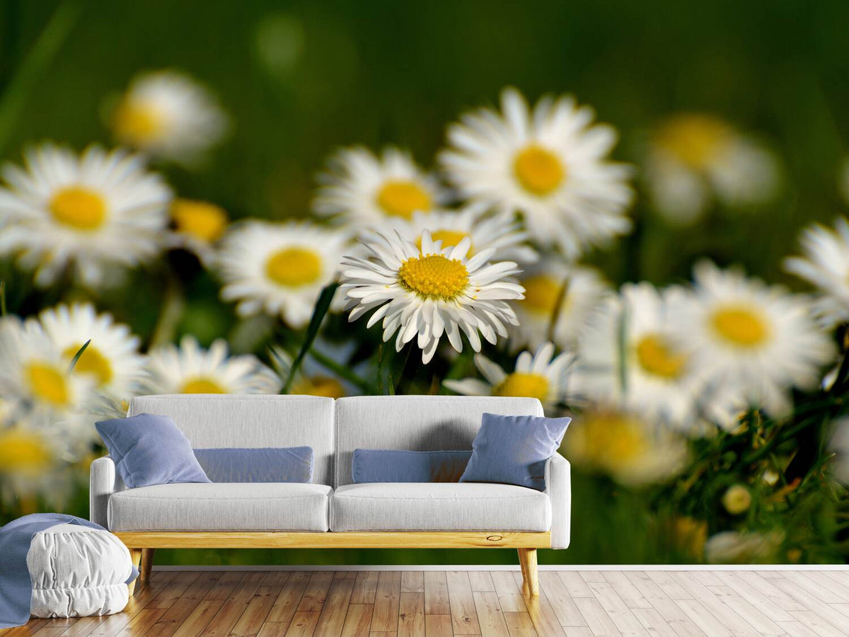 photo-wallpaper-daisies-xl-ii