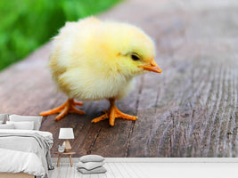 photo-wallpaper-the-chick