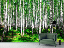 photo-wallpaper-summerly-birch-forest