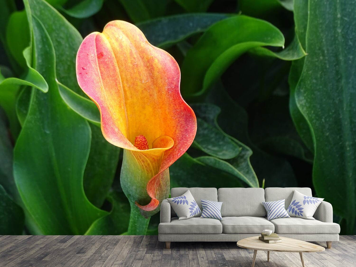 photo-wallpaper-wild-calla