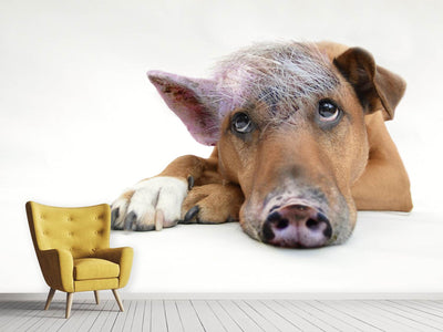 photo-wallpaper-the-funny-pig-dog