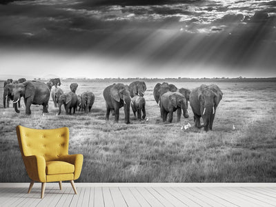 photo-wallpaper-breakfast-with-pachyderms-x