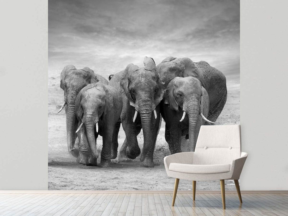 photo-wallpaper-the-elephants