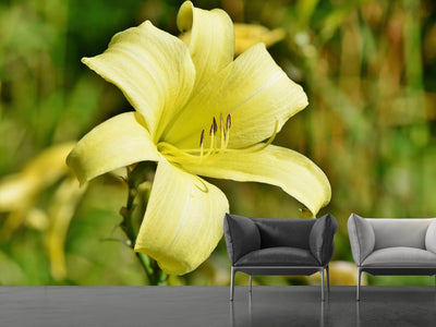 photo-wallpaper-lilies-blossom-in-yellow