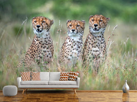 photo-wallpaper-cheetah-cubs-x