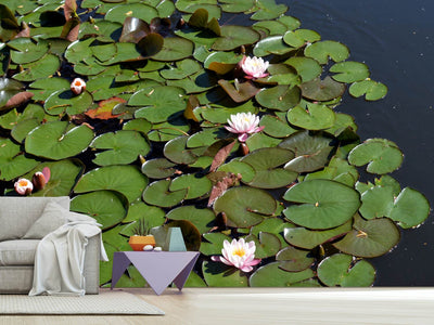 photo-wallpaper-white-water-lilies-in-the-pond