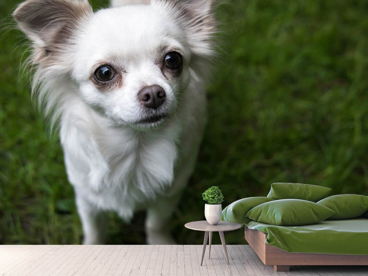 photo-wallpaper-chihuahua-look