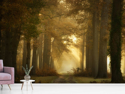 photo-wallpaper-forever-forest-x