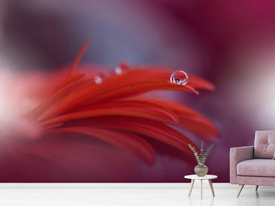 photo-wallpaper-red-passion