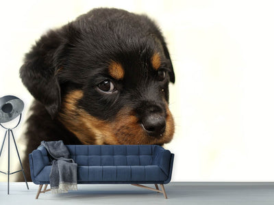 photo-wallpaper-rottweiler-puppy-to-fall-in-love