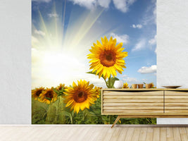 photo-wallpaper-sunflower-in-sunlight