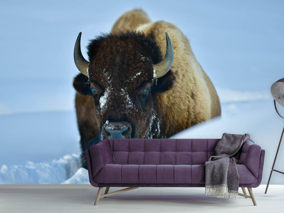 photo-wallpaper-winter-bison