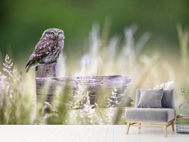 photo-wallpaper-little-owl-x