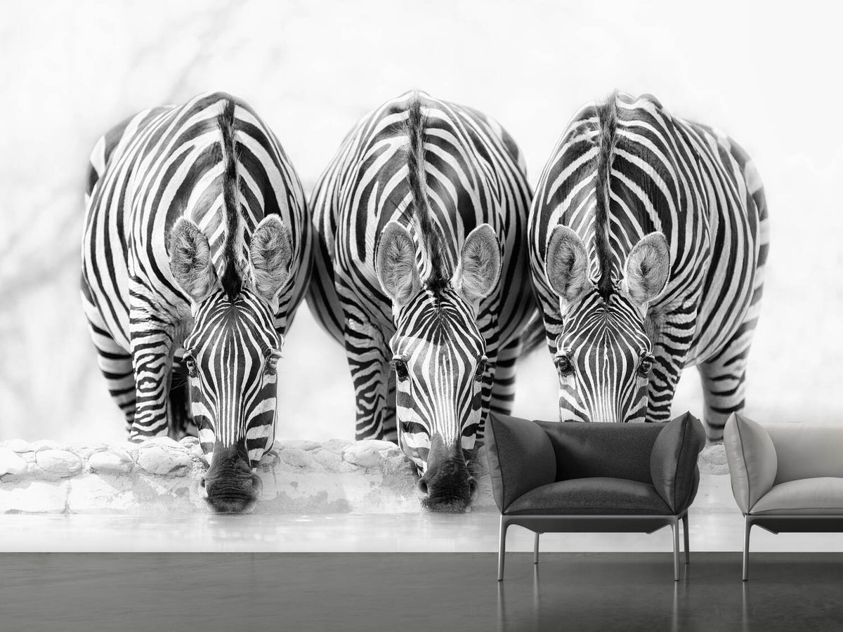 photo-wallpaper-zebras-xbj