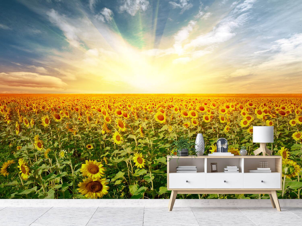 photo-wallpaper-a-field-full-of-sunflowers