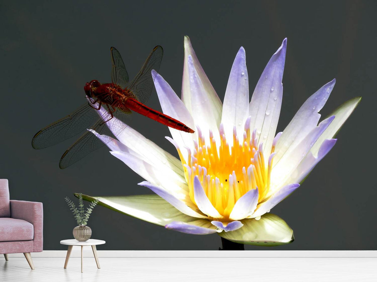 photo-wallpaper-the-dragonfly-on-the-flower