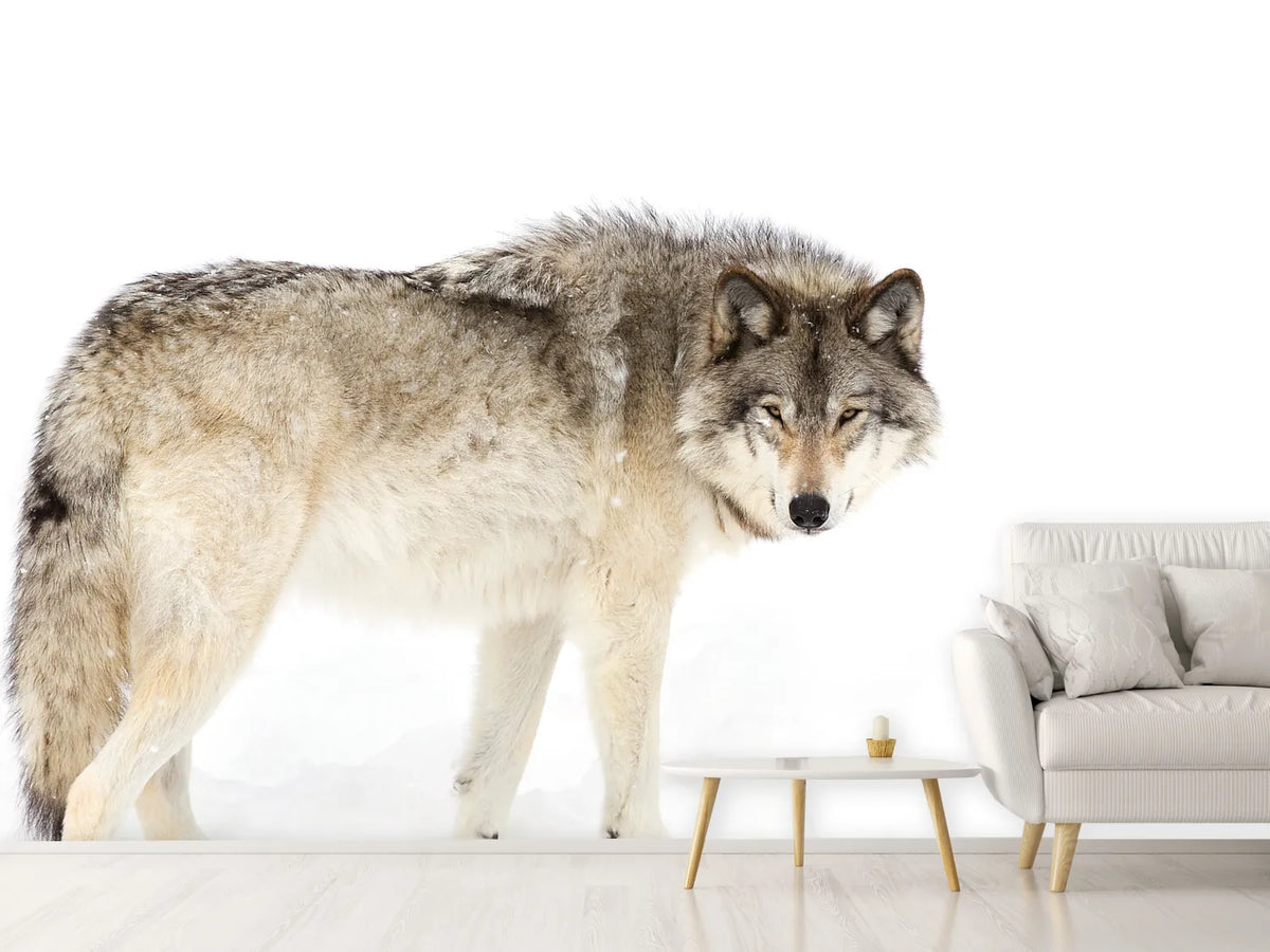 photo-wallpaper-canadian-timber-wolf