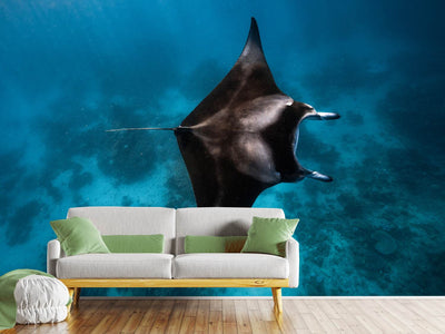 photo-wallpaper-manta-fly