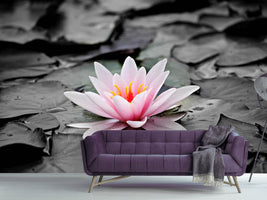 photo-wallpaper-the-art-of-water-lily