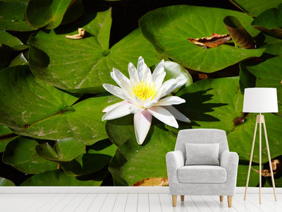 photo-wallpaper-the-white-water-lily