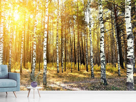 photo-wallpaper-birch-forest