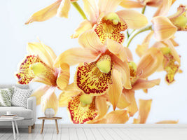 photo-wallpaper-yellow-orchid