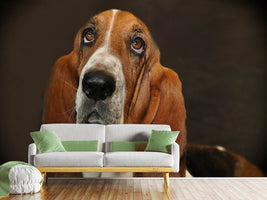 photo-wallpaper-typical-basset