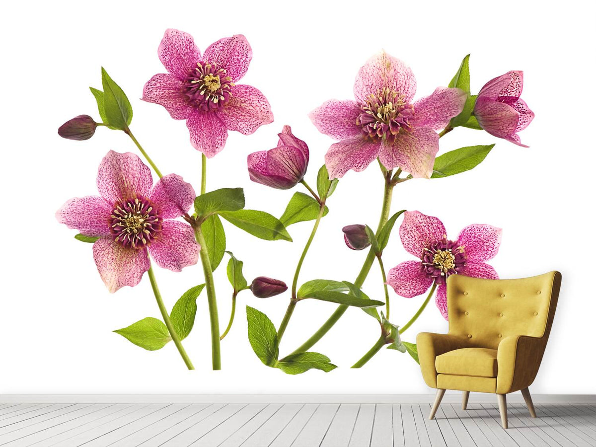 photo-wallpaper-helleborus-x-hybridus-tutu-x