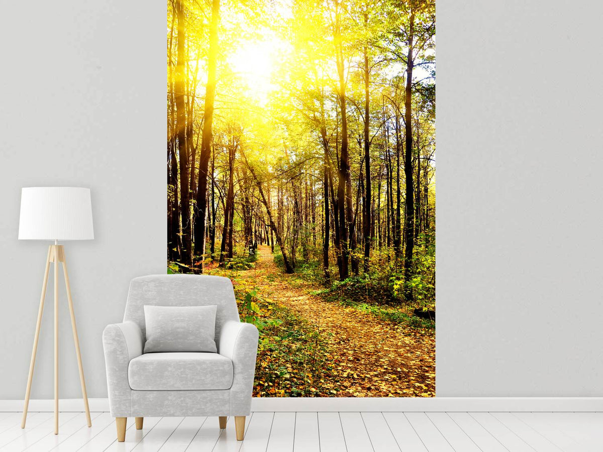 photo-wallpaper-woodland-walk-in-the-autumn-sun