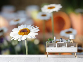 photo-wallpaper-daisies-xl