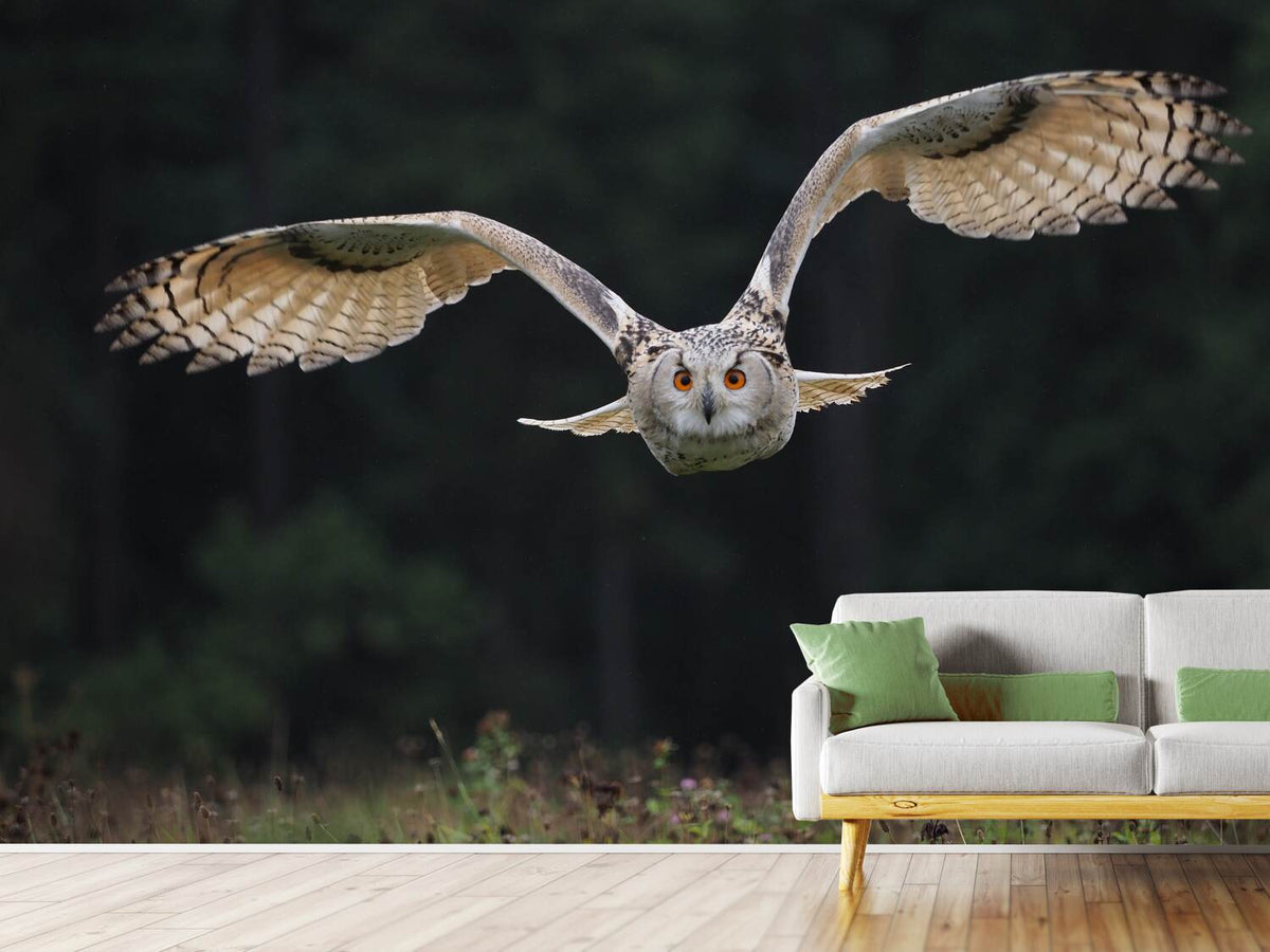 photo-wallpaper-the-owl