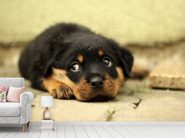 photo-wallpaper-sweet-rottweiler-puppy