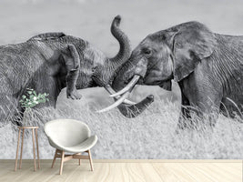 photo-wallpaper-elephant-qtai-chiq-x