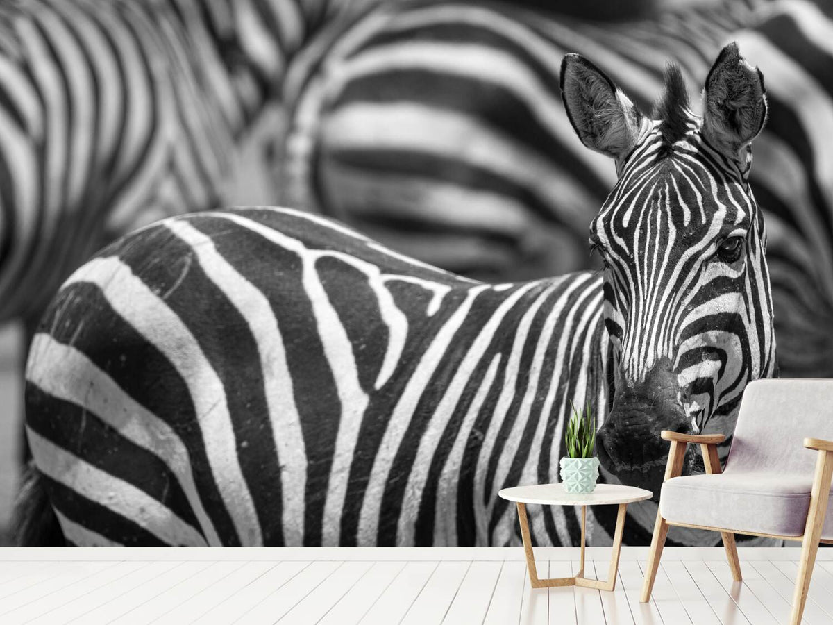 photo-wallpaper-stripes-x