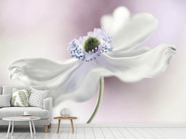 photo-wallpaper-anemone-breeze