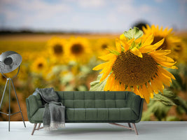 photo-wallpaper-a-sunflower-in-the-field