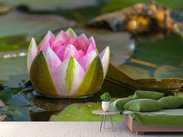 photo-wallpaper-xl-water-lily-in-pink